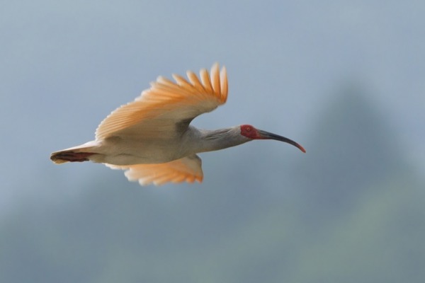 NI Aufmacher Shapiro NI Aufmacher Shapiro