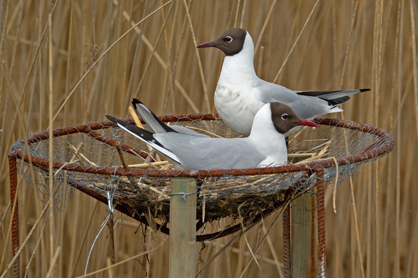 Als Wintergast häufig, als Brutvogel gefährdet: die Lachmöwe. Dieses Paar brütet auf einer Kleinstplattform am oberen Zürichsee. © Klaus Robin, Robin Habitat AG Als Wintergast häufig, als Brutvogel gefährdet: die Lachmöwe. Dieses Paar brütet auf einer Kleinstplattform am oberen Zürichsee. © Klaus Robin, Robin Habitat AG