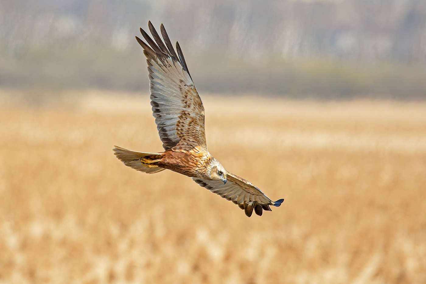 Im typischen Jagdflug «gaukelt» dieses Männchen niedrig über das Schilfgebiet. © Gerold Dobler