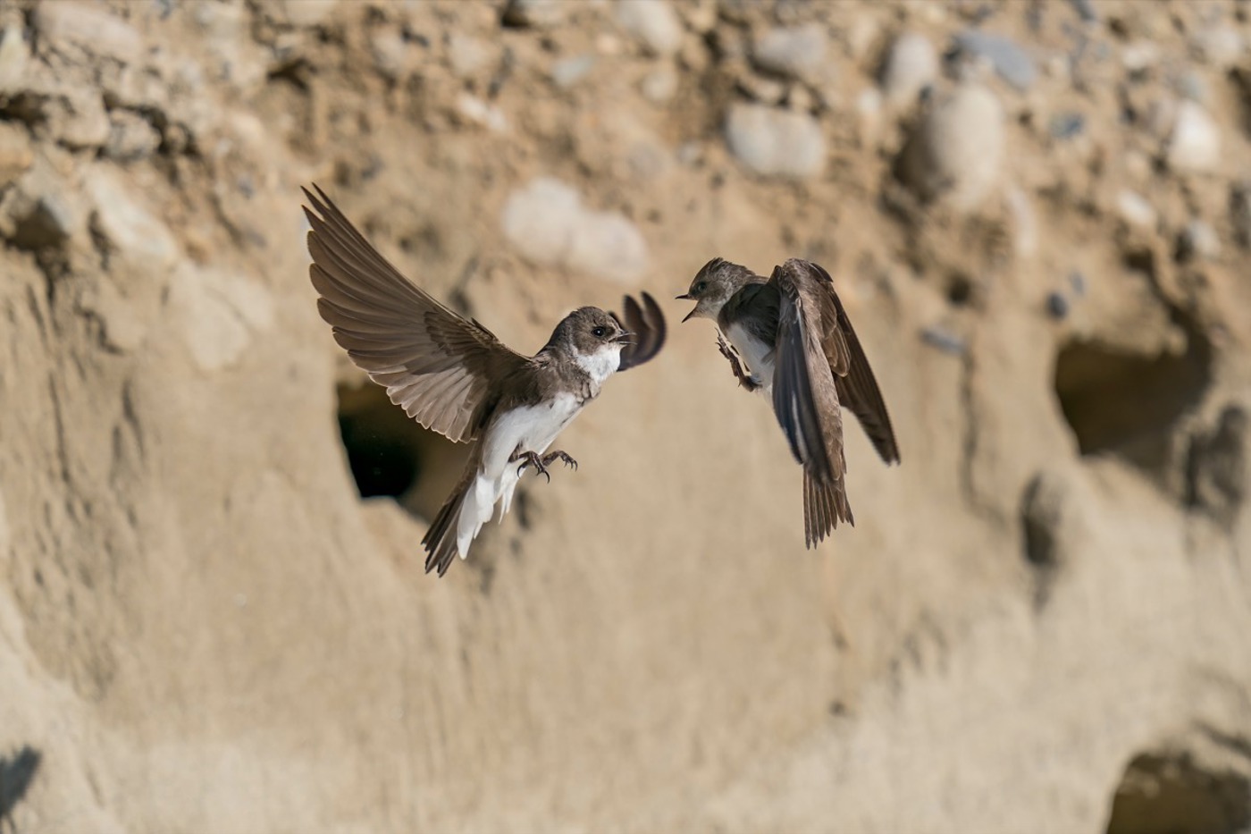 Action vor den Bruthöhlen. Ob Zank oder Balz, lässt sich nicht klar sagen. © Marcel Burkhardt Action vor den Bruthöhlen. Ob Zank oder Balz, lässt sich nicht klar sagen. © Marcel Burkhardt
