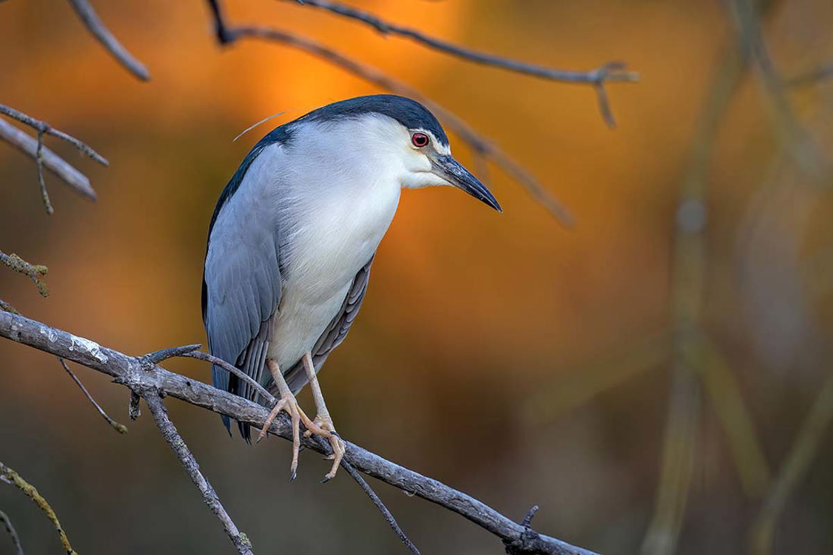 Nachtreiher 230929 Br 537