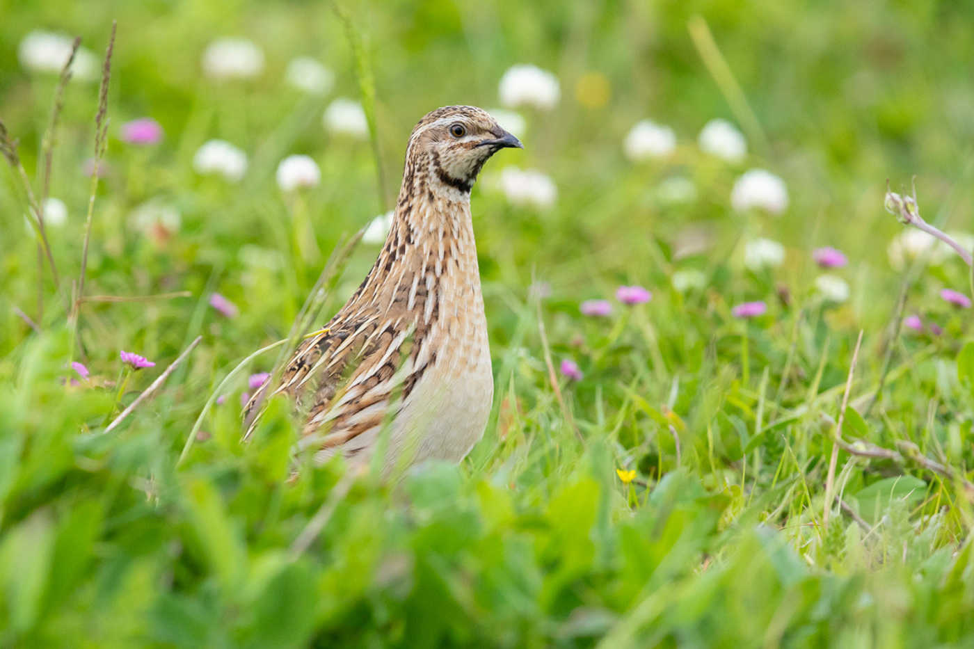 Bereits in der Antike war bekannt, dass Wachteln phasenweise giftig sind. © Saverio Gatto/mauritius