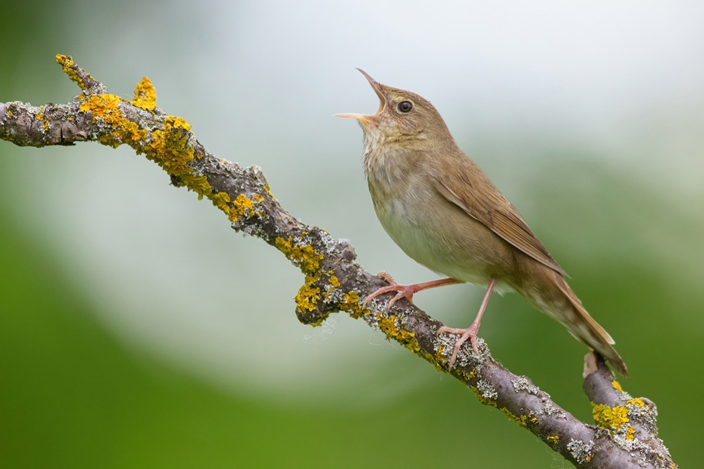 Der Schlagschwirl wird nur ein- bis zweimal pro Jahr in der Schweiz gesichtet, meist im Mai oder Juni. Sein Gesang erinnert stark an eine Heuschrecke. Bestes Merkmal sind die hell gefleckten Unterschwanzdecken. © Mathias Schäf. Mitte: mauritius images/R. Chittenden/Alamy Der Schlagschwirl wird nur ein- bis zweimal pro Jahr in der Schweiz gesichtet, meist im Mai oder Juni. Sein Gesang erinnert stark an eine Heuschrecke. Bestes Merkmal sind die hell gefleckten Unterschwanzdecken. © Mathias Schäf. Mitte: mauritius images/R. Chittenden/Alamy