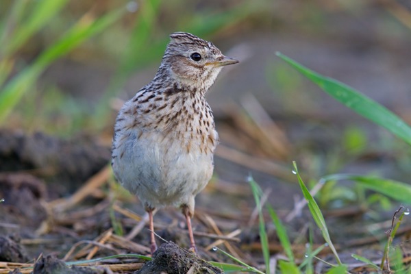 FE Feldlerche MK4 124426 FE Feldlerche MK4 124426