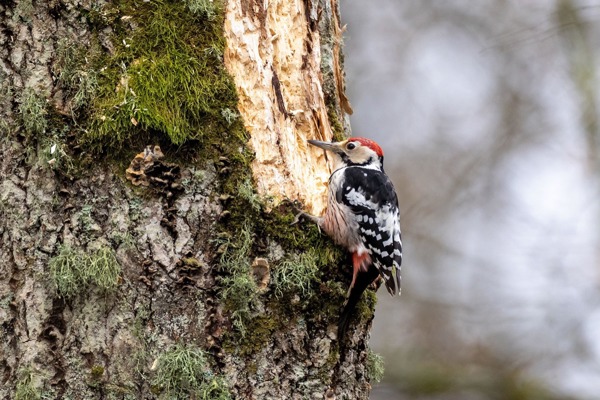 WE Mauritius Images 2B3XG19 WE Mauritius Images 2B3XG19