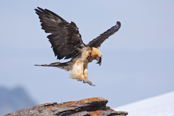 Bartgeier Aufhaenger Marti Bartgeier Aufhaenger Marti