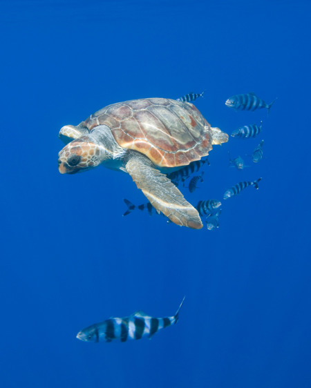 Schatztruhen für die Kostbarkeiten der Meere