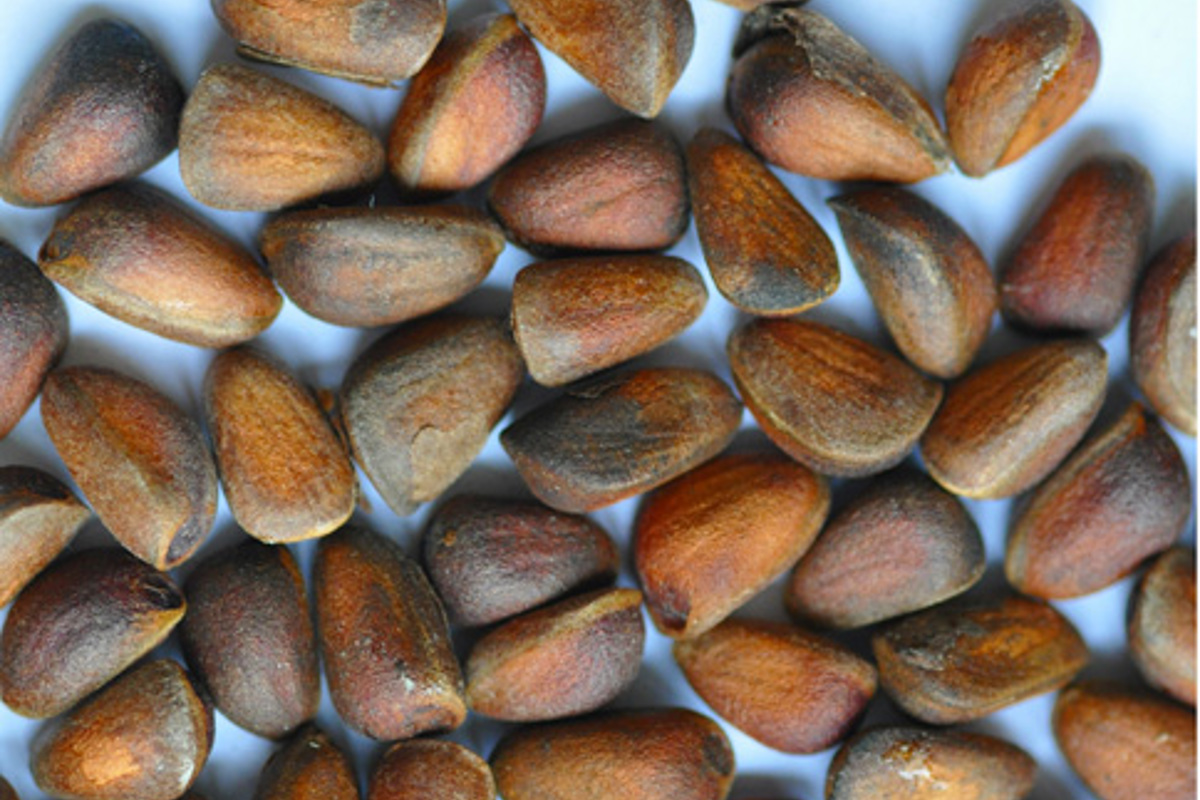 Tannenhaeger Nuessli