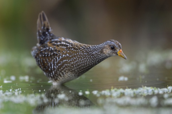 SH Tuepfel Naturepl SH Tuepfel Naturepl