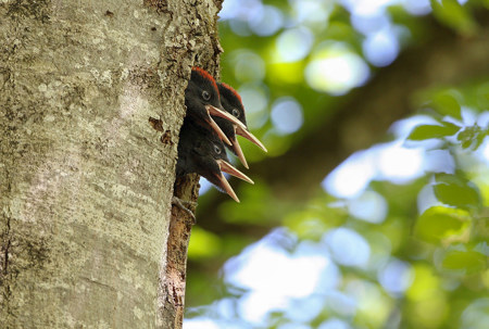 Schwarzspechte schützen