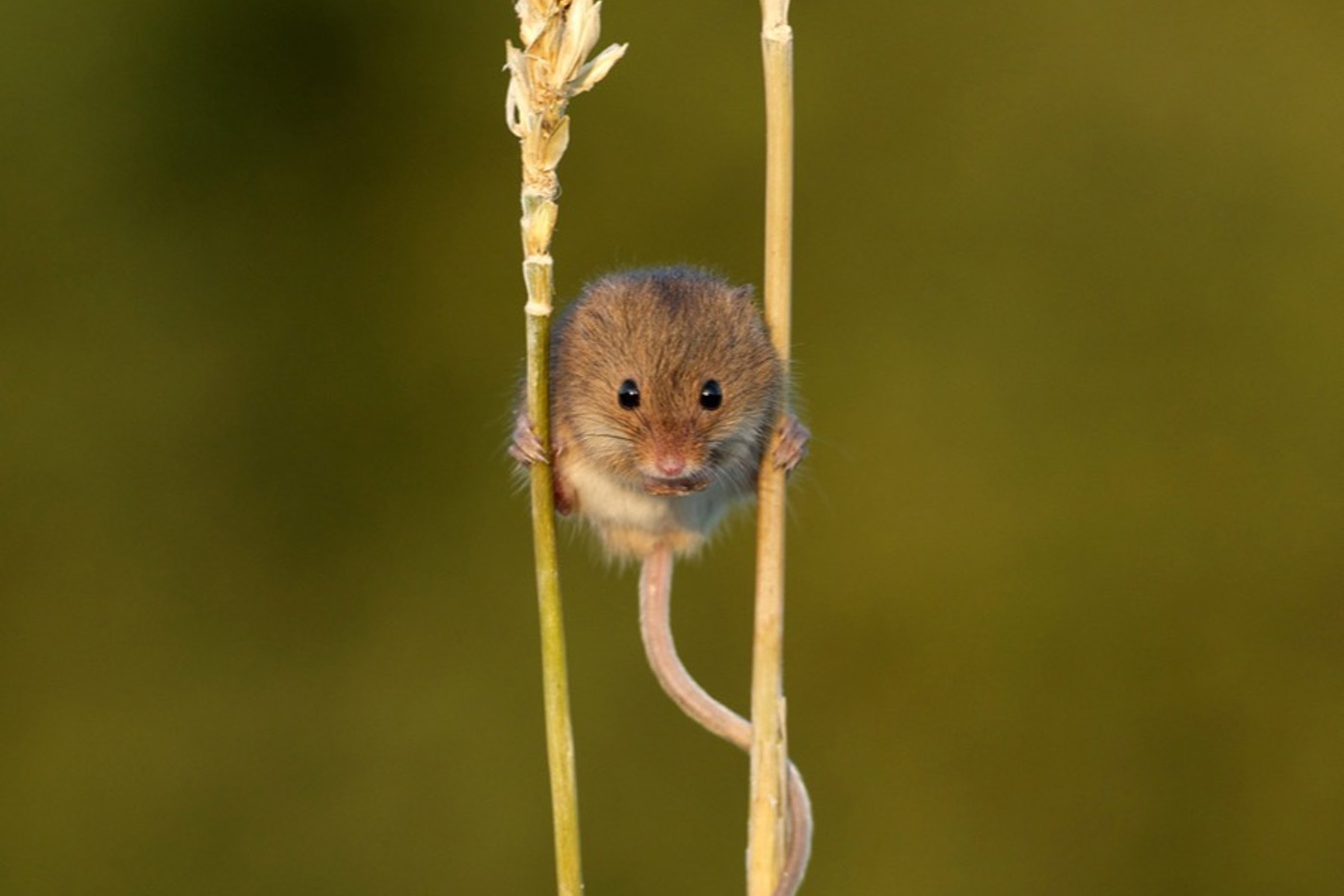 In der Schweiz existiert die Zwergmaus nur noch in isolierten Populationen und gilt als vom Aussterben bedroht. © Matt Binstead/British Wildlife Centre In der Schweiz existiert die Zwergmaus nur noch in isolierten Populationen und gilt als vom Aussterben bedroht. © Matt Binstead/British Wildlife Centre