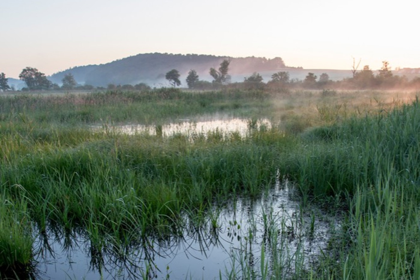 Morgenstimmung im Naturschutzgebiet Neeracherried. Die leicht überschwemmten Seggenriede bieten typischen Feuchtgebietsarten optimale Lebensbedingungen. © Martin Schuck Morgenstimmung im Naturschutzgebiet Neeracherried. Die leicht überschwemmten Seggenriede bieten typischen Feuchtgebietsarten optimale Lebensbedingungen. © Martin Schuck