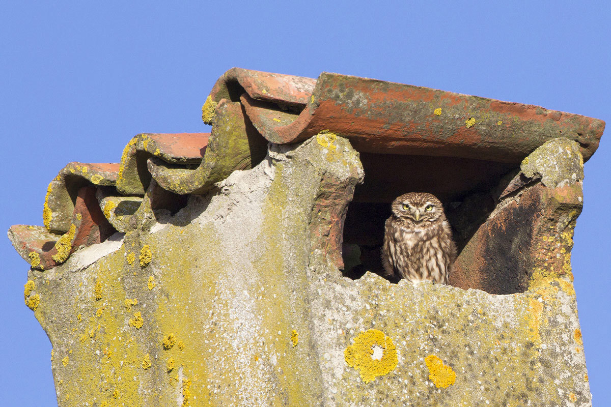 SK Luca Villa Athene Noctua 2 Kopie