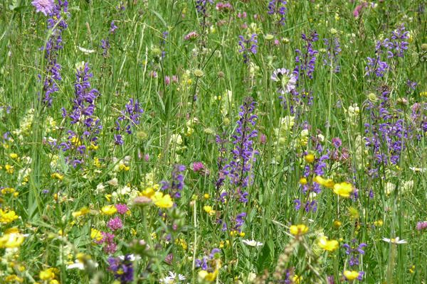 Blumenwiese Trin08 © Chmeier 1