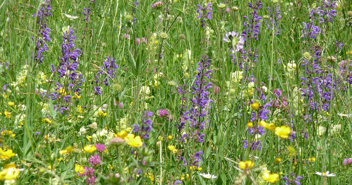 Der Weg zu einer artenreichen Blumenwiese | Zeitschrift von BirdLife