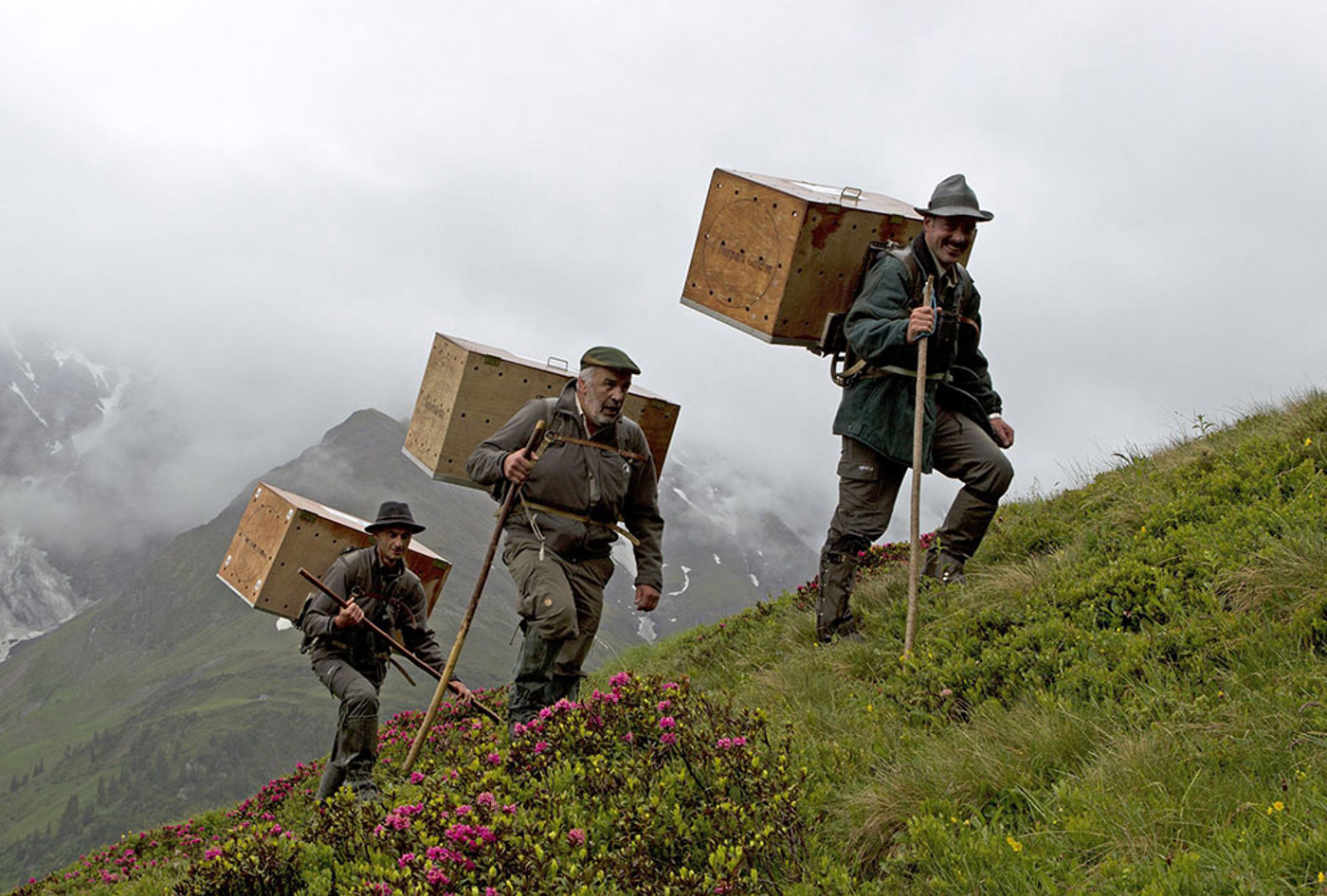 Bartgeier Auswilderung Claudiogotsch Bartgeierauswilderung Bartgeier Auswilderung Claudiogotsch Bartgeierauswilderung