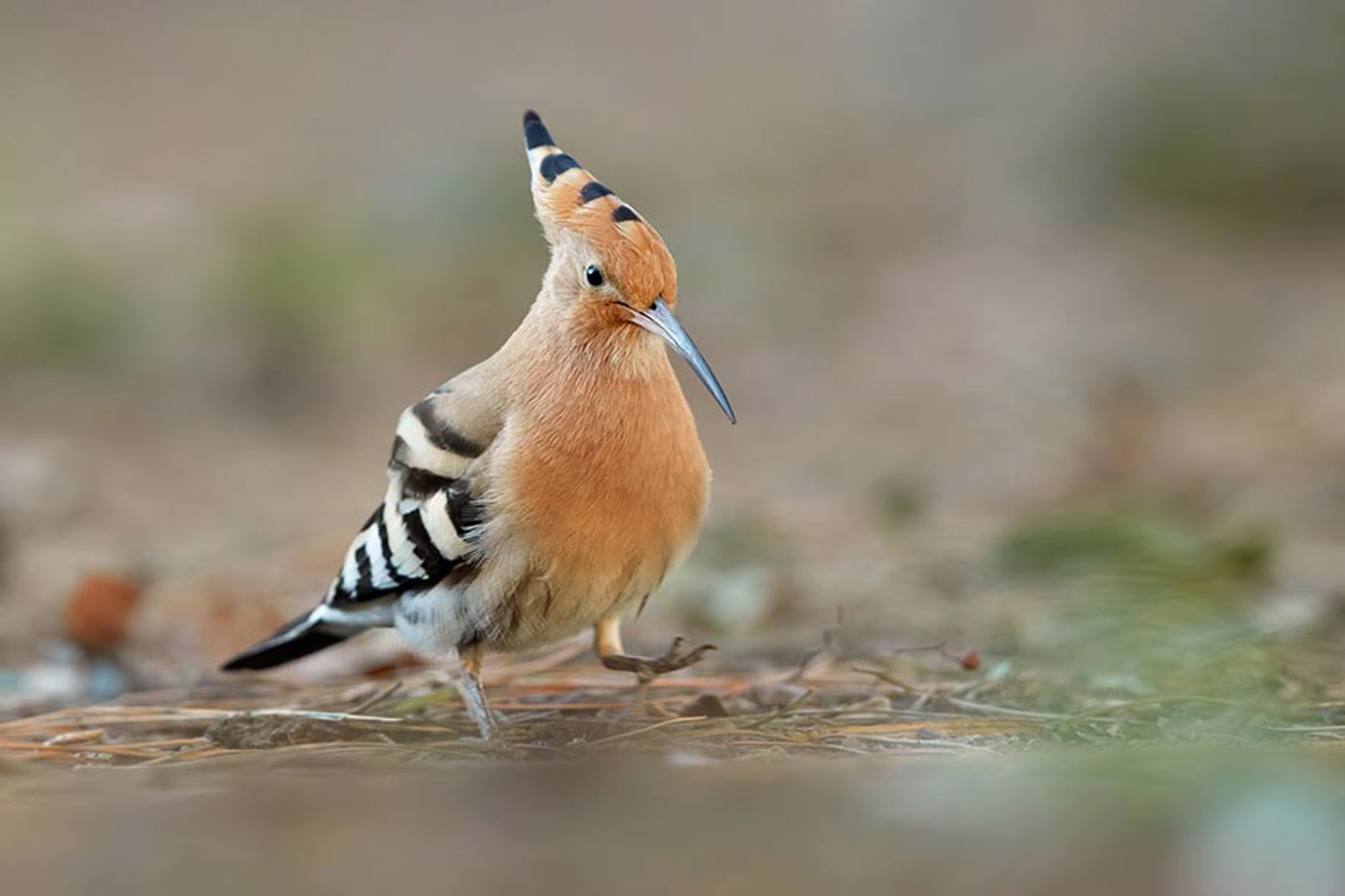 Wiedehopf. © Fabian Fopp Wiedehopf. © Fabian Fopp